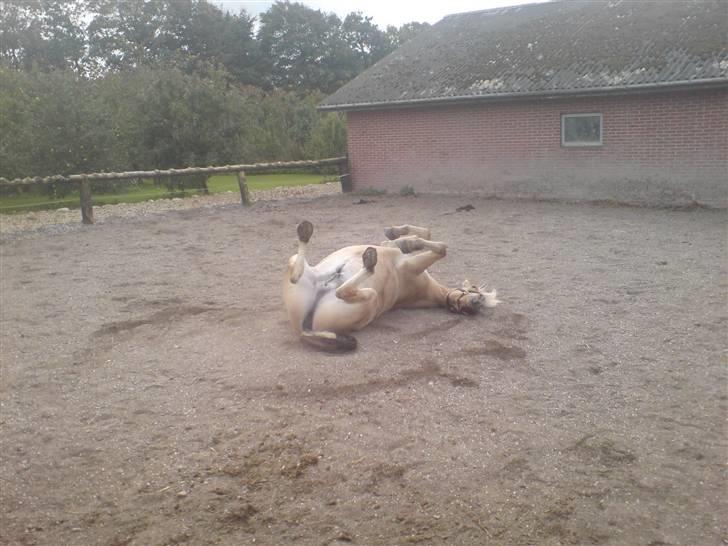 Fjordhest Calle <3 - sikke en dejlig dag der skal rulledes, heeh mor elsker dig<3 billede 3