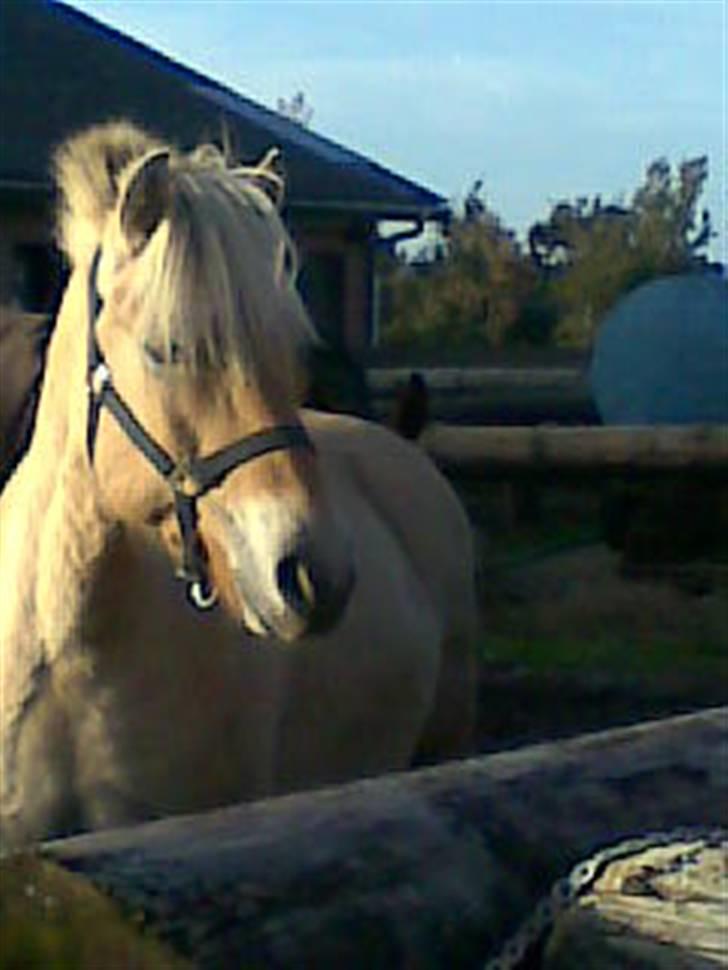 Fjordhest Calle <3 - er jeg ikke fin i dag mor. <3 :P billede 4