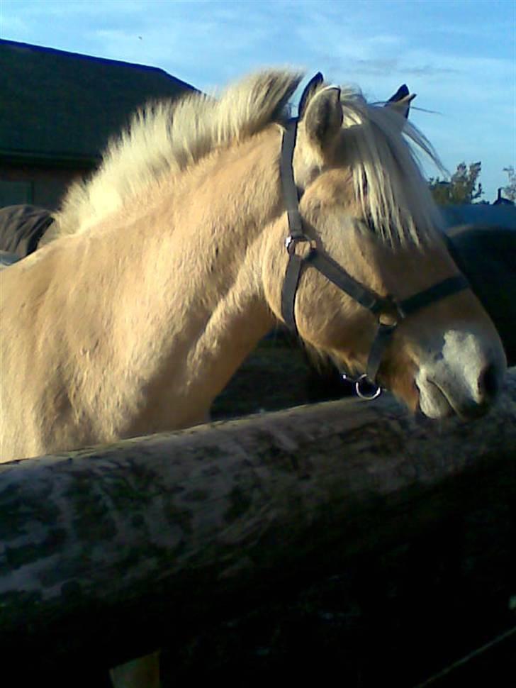 Fjordhest Calle <3 - hov der kom en forbi:P billede 5