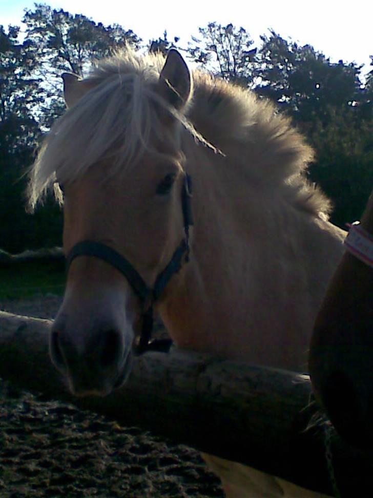 Fjordhest Calle <3 - det kommer mor jo har du noget med til mig i dag? <3 billede 6