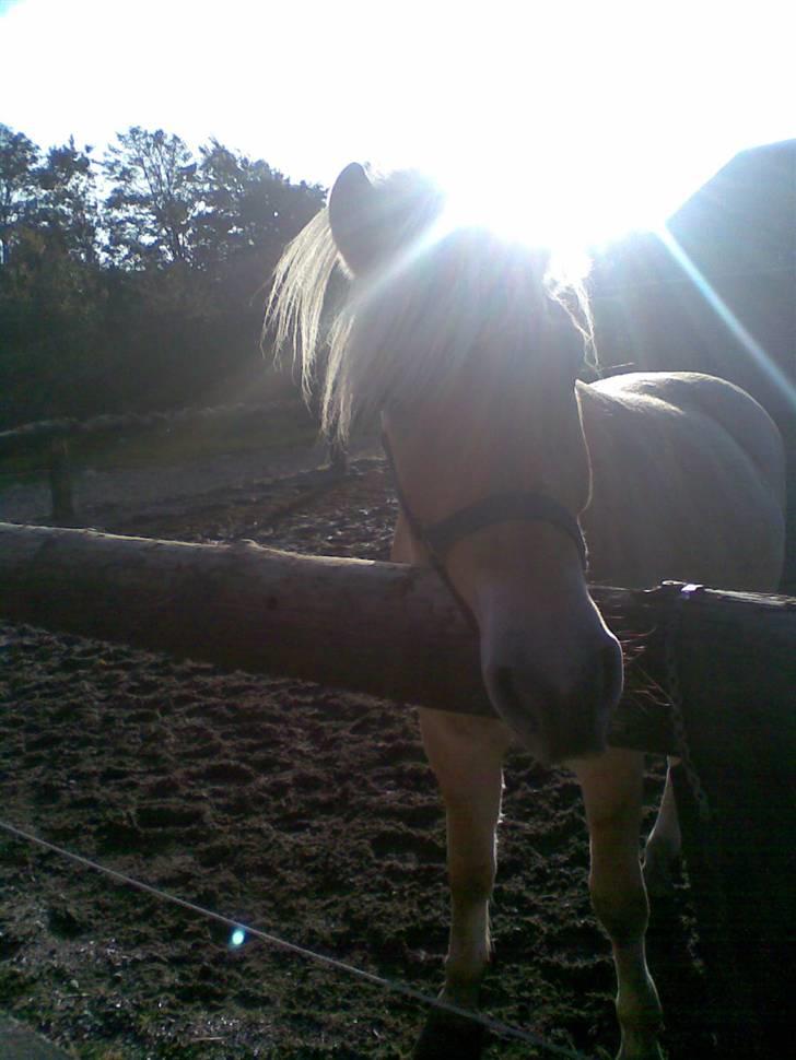 Fjordhest Calle <3 - Jeg elsker min elskede hest.! <3 du er bare ALT billede 7
