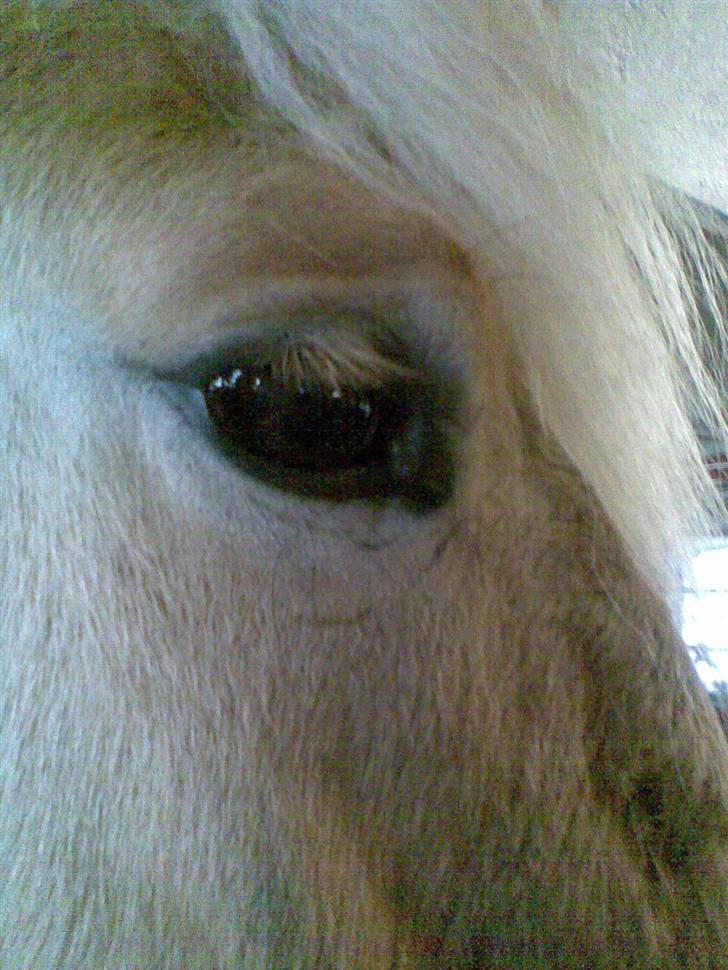Fjordhest Calle <3 - du har så smukke ØJNE:P  billede 8