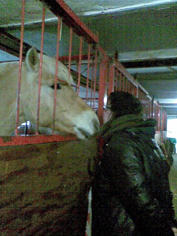 Fjordhest Calle <3 - hej mormor nu skal du have en rigtig nysser <3  billede 9