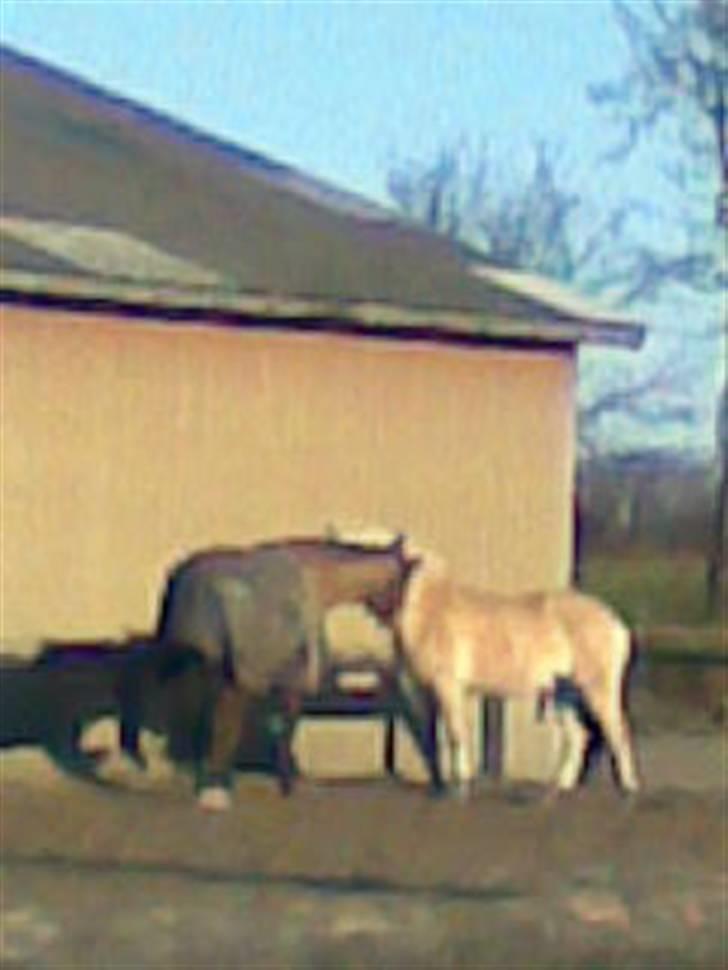 Fjordhest Calle <3 - en dejlig dag på banden :P  billede 10