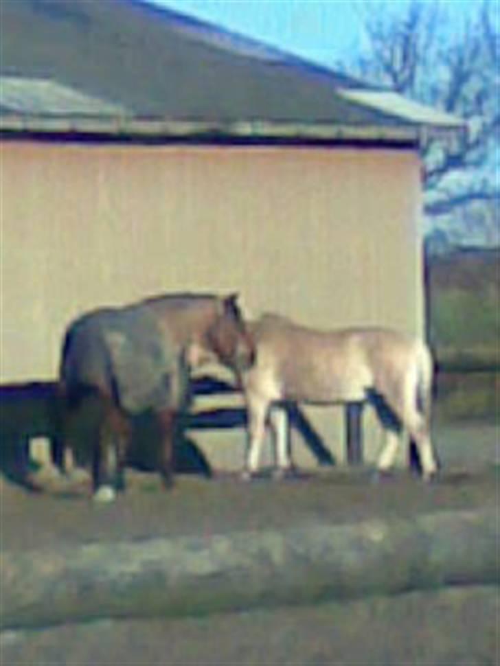 Fjordhest Calle <3 - en dejlig dag på banden med sol :P  billede 11
