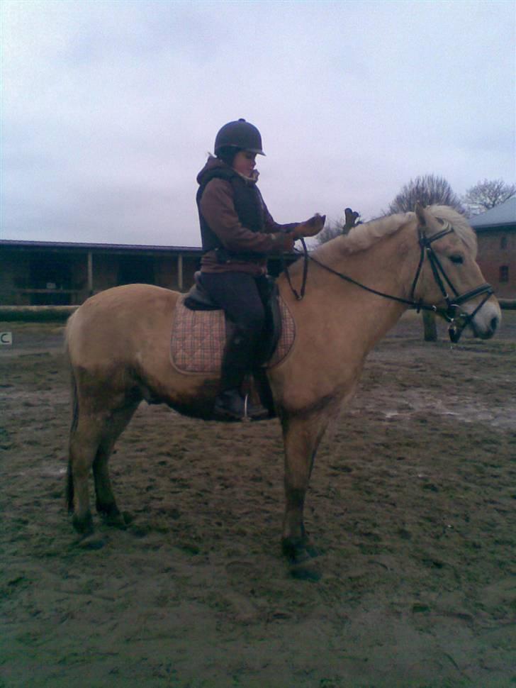 Fjordhest Calle <3 - han står så pænt billede 12