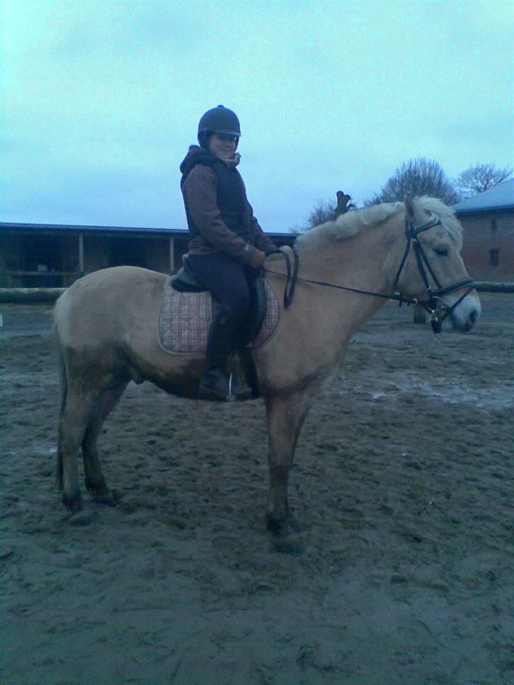 Fjordhest Calle <3 - ude på ridebanden  billede 14