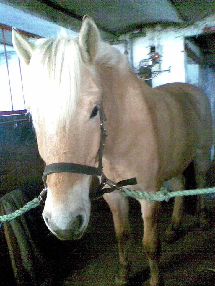 Fjordhest Calle <3 - inde på stald gangen :P så fin du er! :P  billede 15