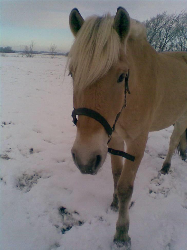 Fjordhest Calle <3 billede 16