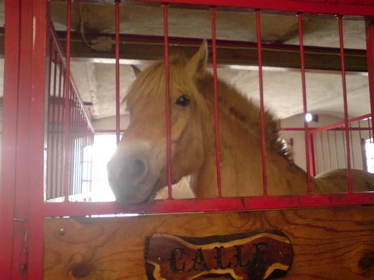 Fjordhest Calle <3 - hov er der en der tager billeder :P<3 billede 17