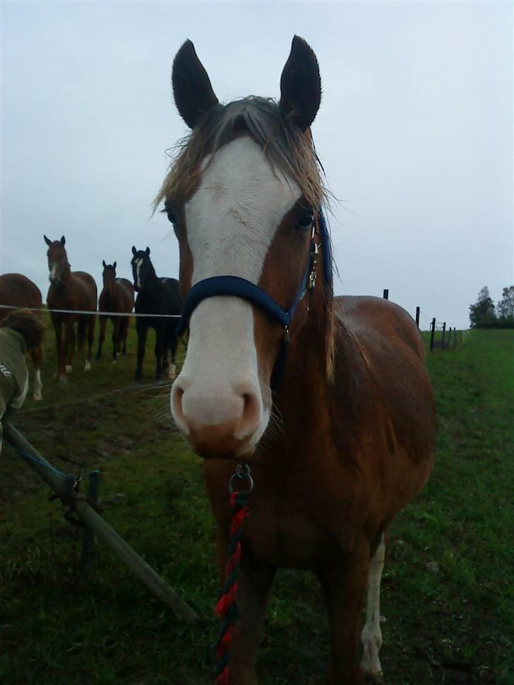 Dansk Varmblod Don Diamante billede 7