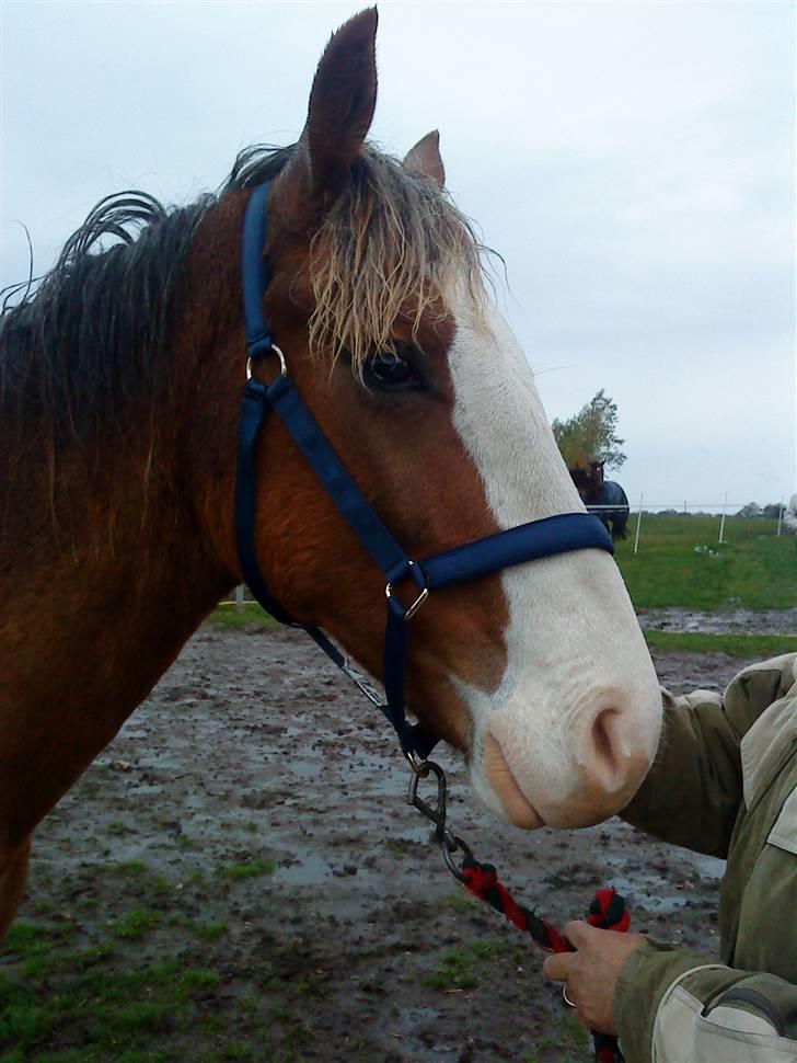 Dansk Varmblod Don Diamante billede 8