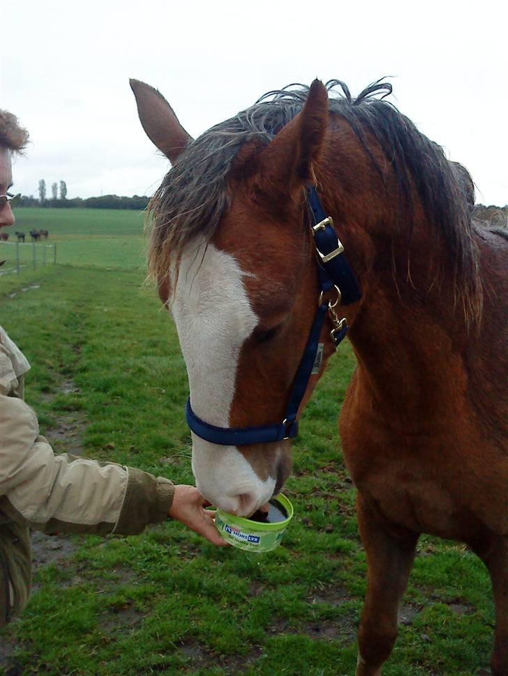 Dansk Varmblod Don Diamante billede 9