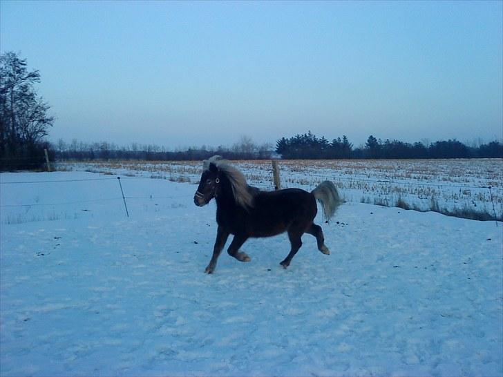 Anden særlig race Figaro - Figaro syntes selv han er lidt lækker ;O). -  D. 03-01-2010. billede 16