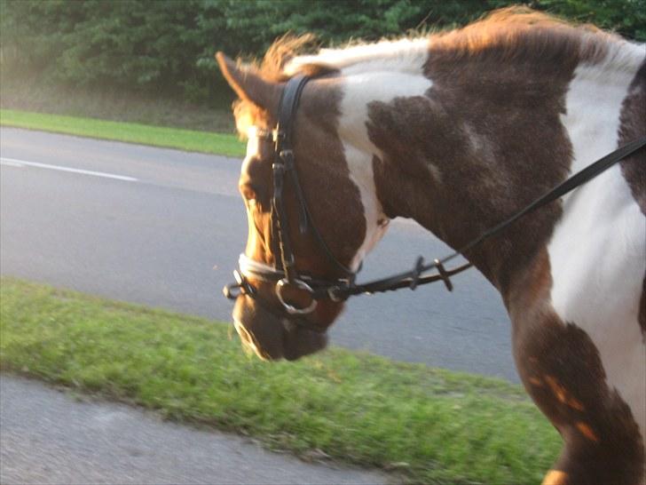 Anden særlig race zicha (pensioneret ) - zicha <33 billede 1