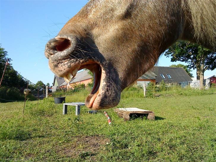 Anden særlig race Figaro - En træt dreng efter tricks træning :-). - D. 25-06-2009. billede 18