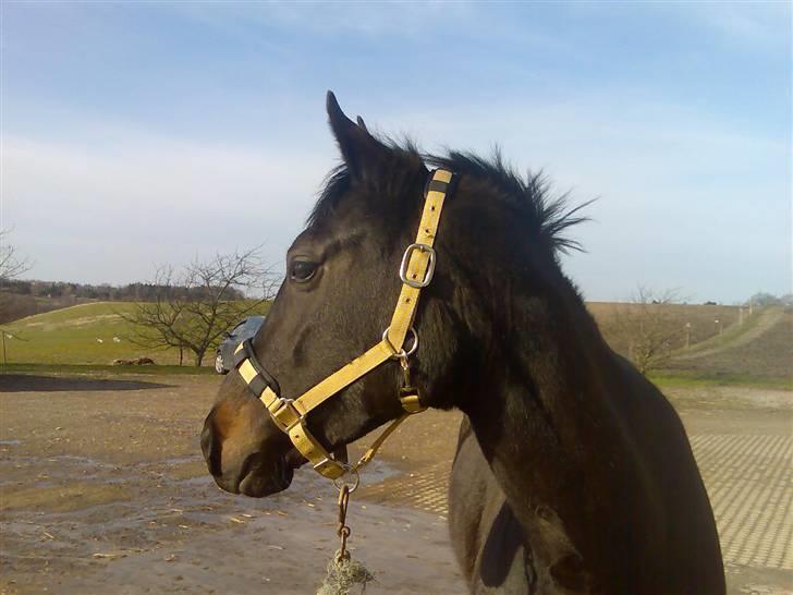 Oldenborg Night Light Tolstrup billede 11