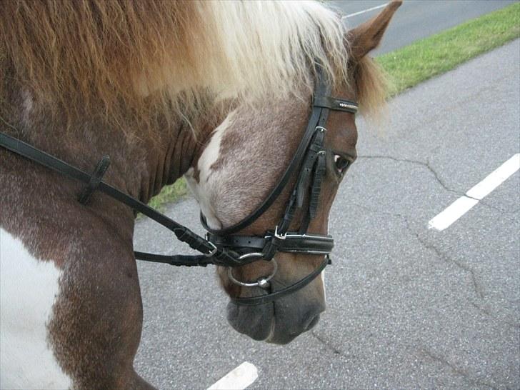 Anden særlig race zicha (pensioneret ) - fra Agerholm til gerf (-: billede 6