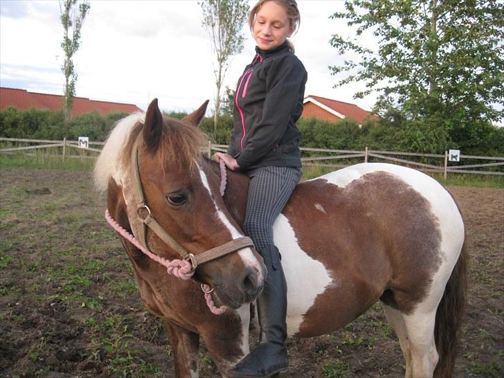 Anden særlig race zicha (pensioneret ) - ååh er hun ikk dejlig ! <3 billede 9