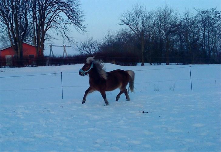 Shetlænder Ildka - LÆKKER! :-D - D. 03-01-2010. billede 18