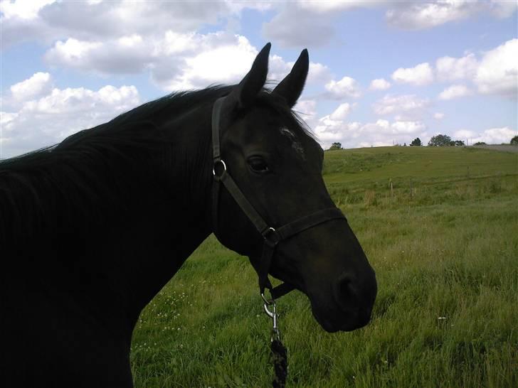 Oldenborg Night Light Tolstrup billede 13