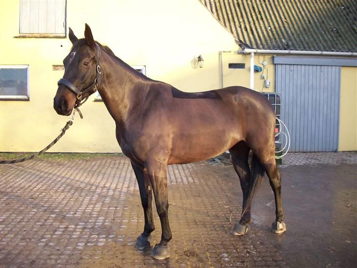 Oldenborg Night Light Tolstrup billede 19