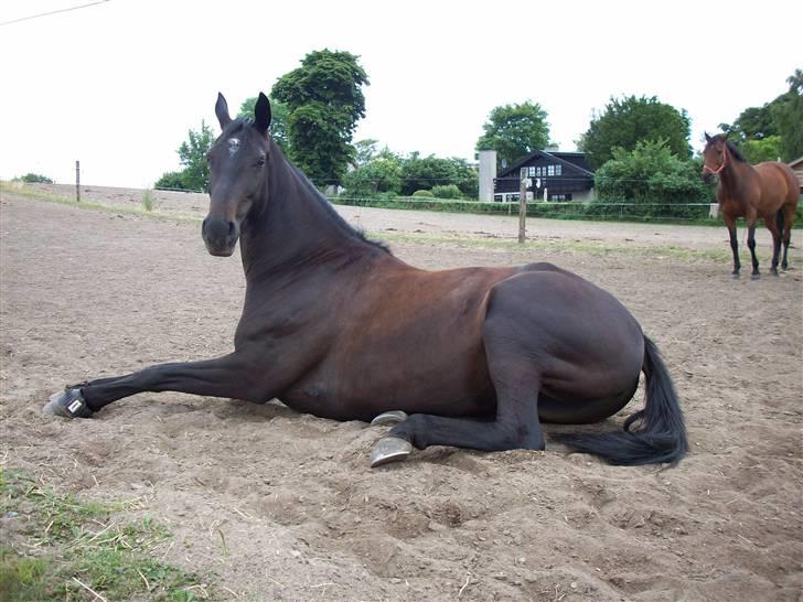 Oldenborg Night Light Tolstrup billede 20