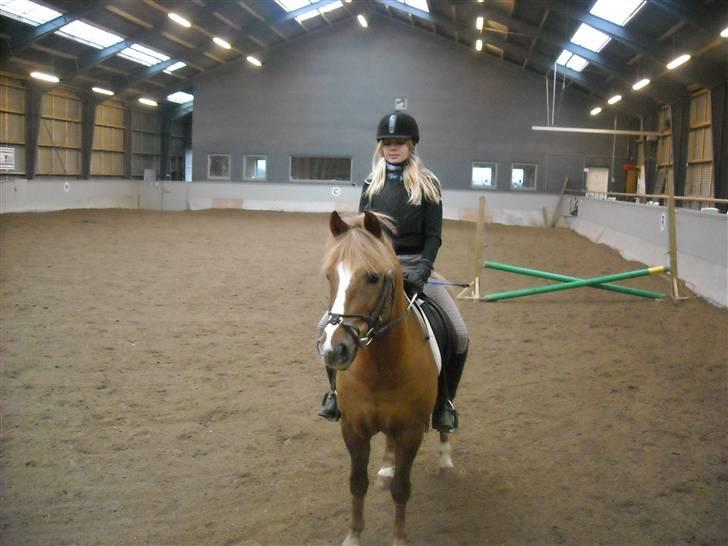 New Forest Horsemosens May Bazar  - Mig og Bazar, som skal til at springe x)  billede 7