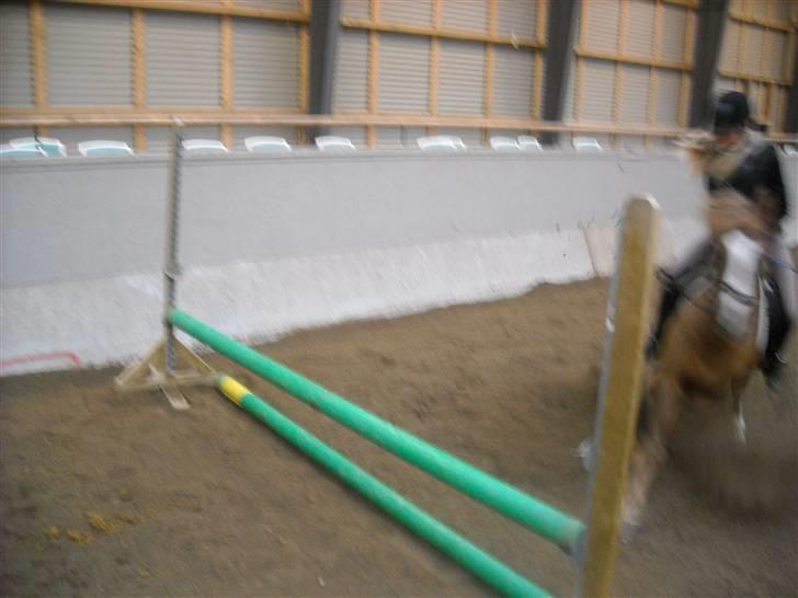 New Forest Horsemosens May Bazar  - her løber jeg så ligeudenom engang x)  billede 9