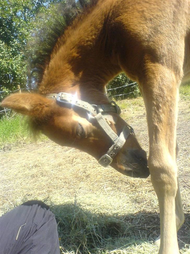 Anden særlig race Damgaards Chantel billede 15