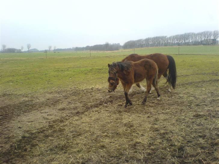 Anden særlig race Damgaards Chantel - Chantel med vinterpels. hehe billede 16