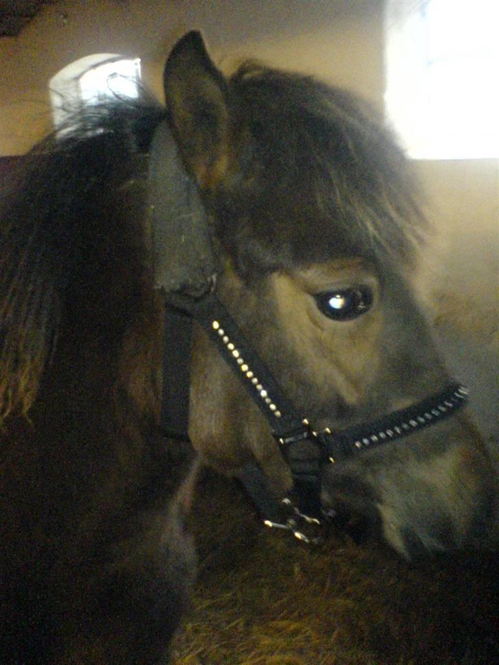 Anden særlig race Damgaards Chantel - Den smukke, med sin nye bling bling grime... hehe.. hun er så fin :)  billede 17