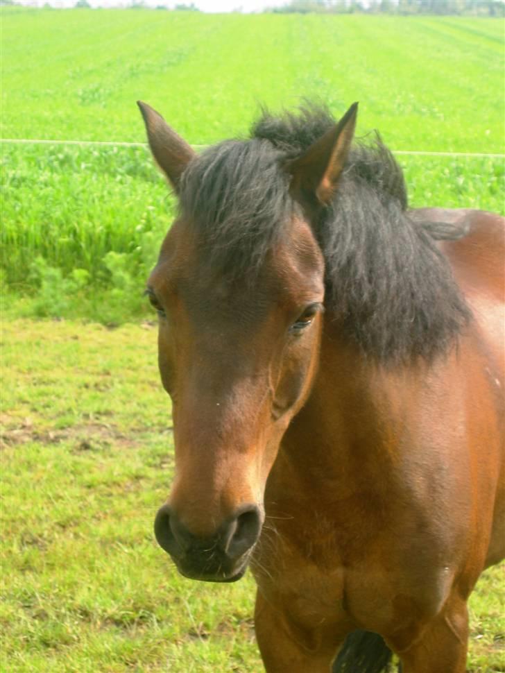Anden særlig race Charlie ~Pensioneret~ billede 14