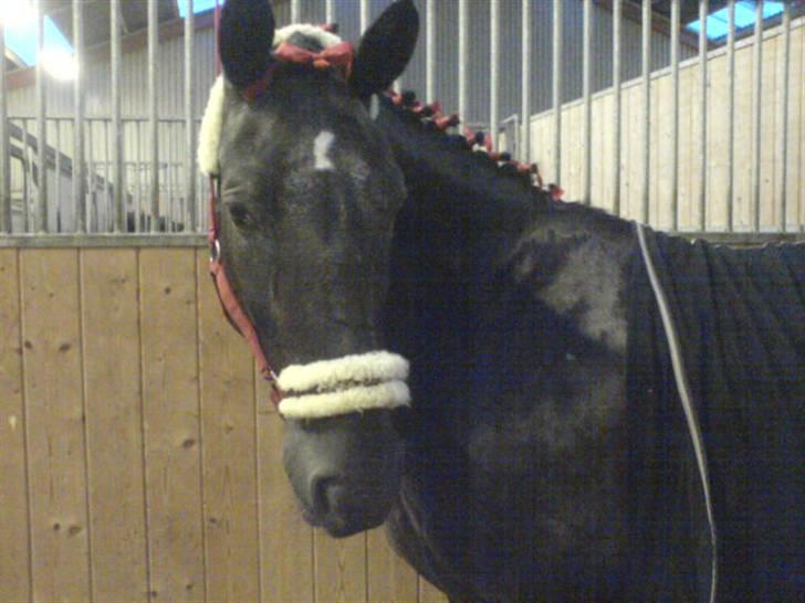 Anden særlig race Noir De Monique <3  R.I.P billede 15