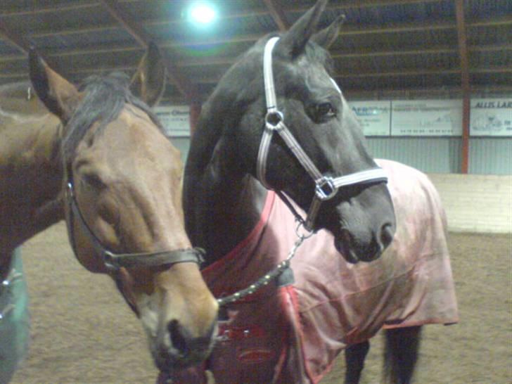 Anden særlig race Noir De Monique <3  R.I.P - Monique med kæresten Oliver, Han holder hende i kort snor, måske hun kigger efter en anden flot fyr?:P billede 16