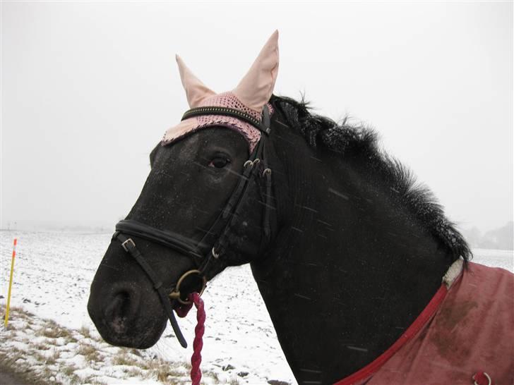 Anden særlig race Noir De Monique <3  R.I.P - Monique i snevejr... billede 17