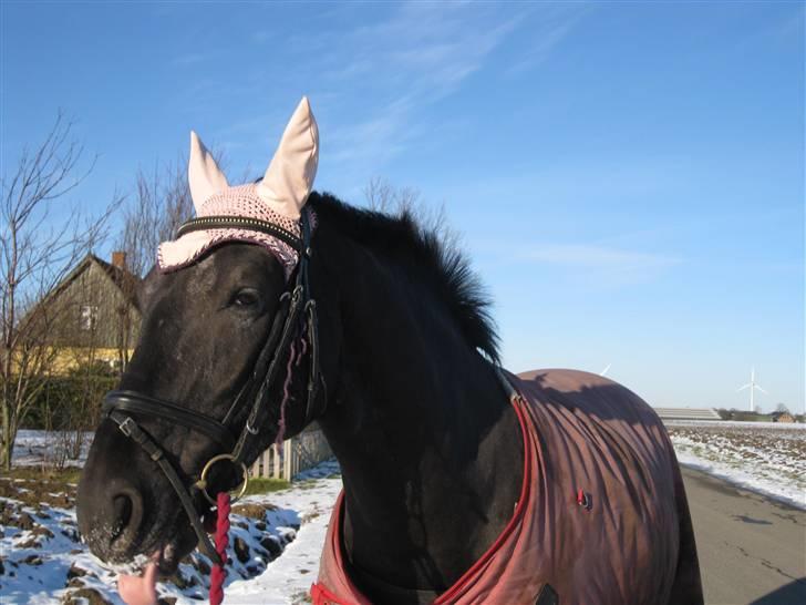 Anden særlig race Noir De Monique <3  R.I.P - Monique rækker tunge, uh, sne det koldt:P billede 18