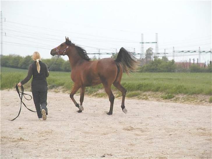 Arabisk fuldblod (OX) Copacabana billede 7