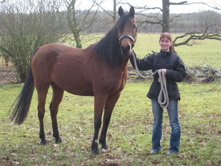 Arabisk fuldblod (OX) Copacabana billede 9