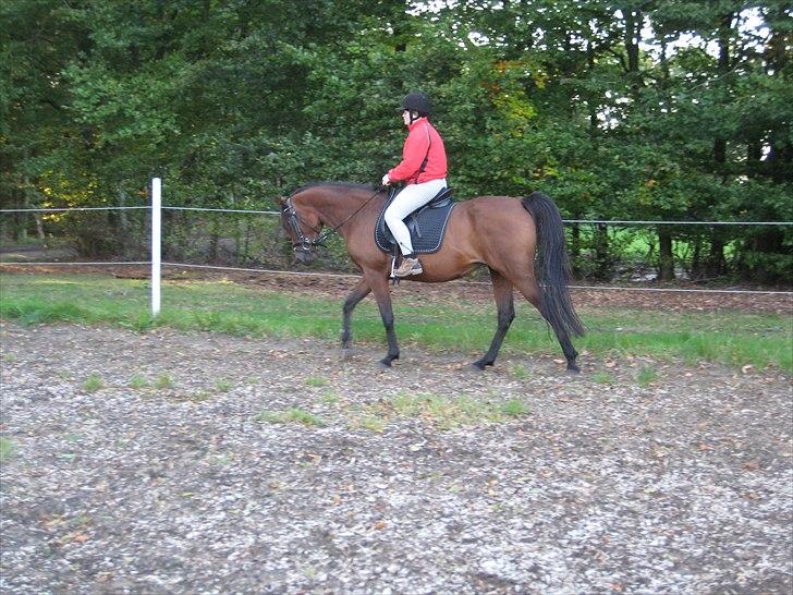 Arabisk fuldblod (OX) Copacabana billede 10