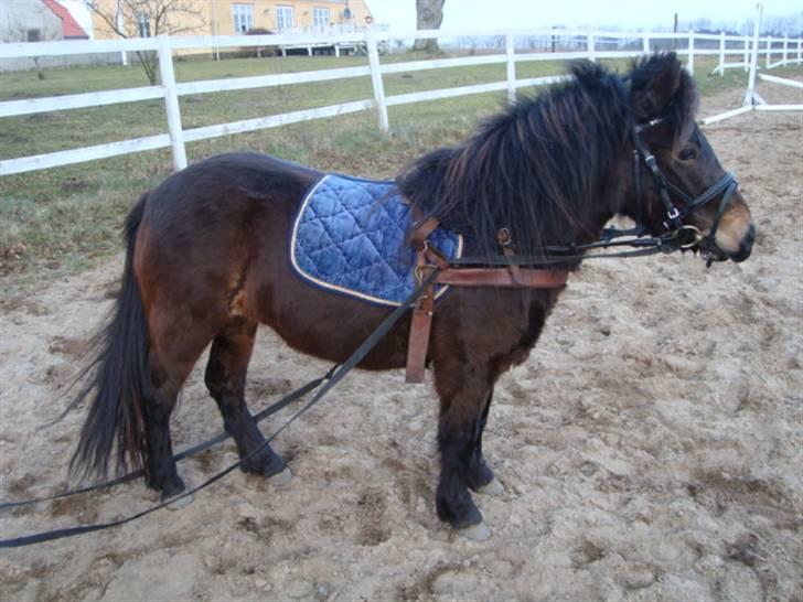 Anden særlig race Beautiful SouL ( solgt ) - Marst 2009 år. I kører´sele for 2 gang, gik super både i tarv og skidt :) på ridebanen. billede 19
