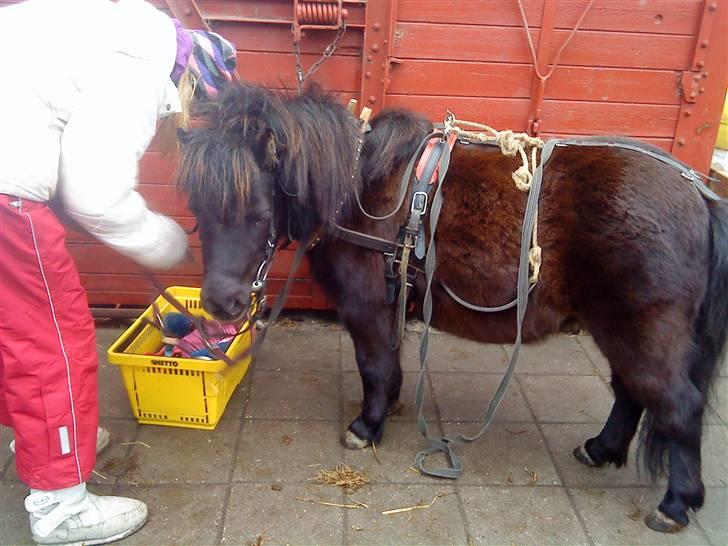 Anden særlig race Trille PASSER - På vej ud i skoven billede 1