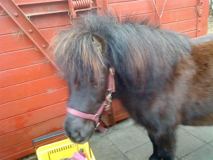 Anden særlig race Trille PASSER - Trille billede 2