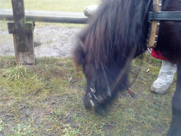 Anden særlig race Trille PASSER - Trille billede 3