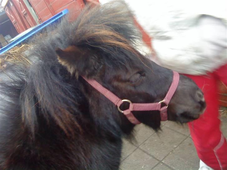 Anden særlig race Trille PASSER - Min skat billede 4