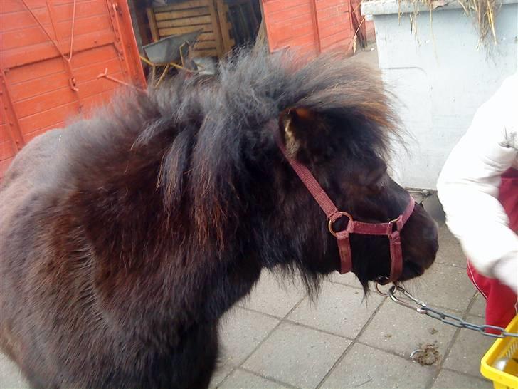 Anden særlig race Trille PASSER - Elsker dig billede 5