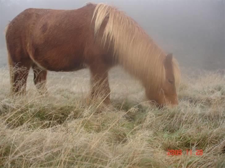 Islænder Chasi the horse of heaven - rest in peace my love billede 12