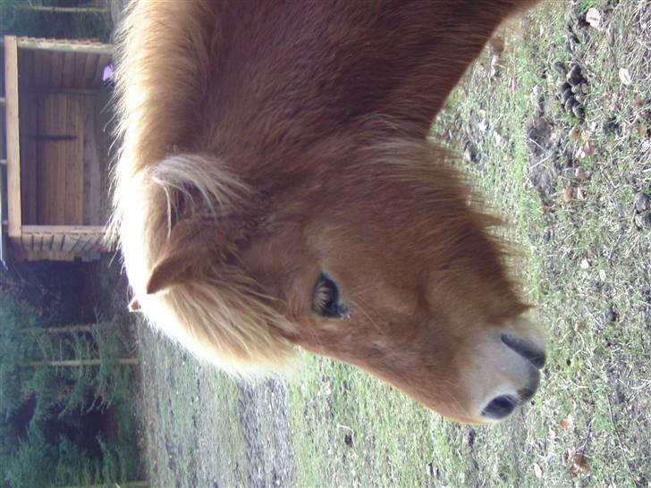Islænder Chasi the horse of heaven - rest in peace my love billede 13