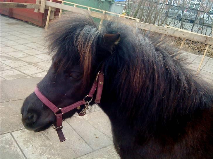 Anden særlig race Trille PASSER billede 7