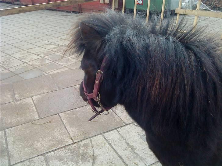 Anden særlig race Trille PASSER billede 8